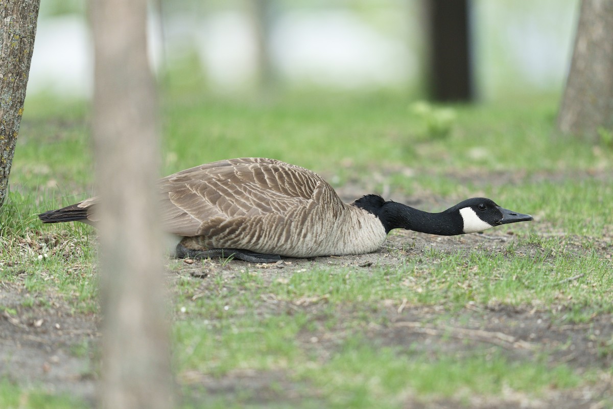 Canada Goose - ML636256342