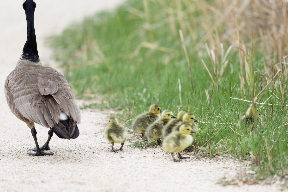 Canada Goose - ML636256344