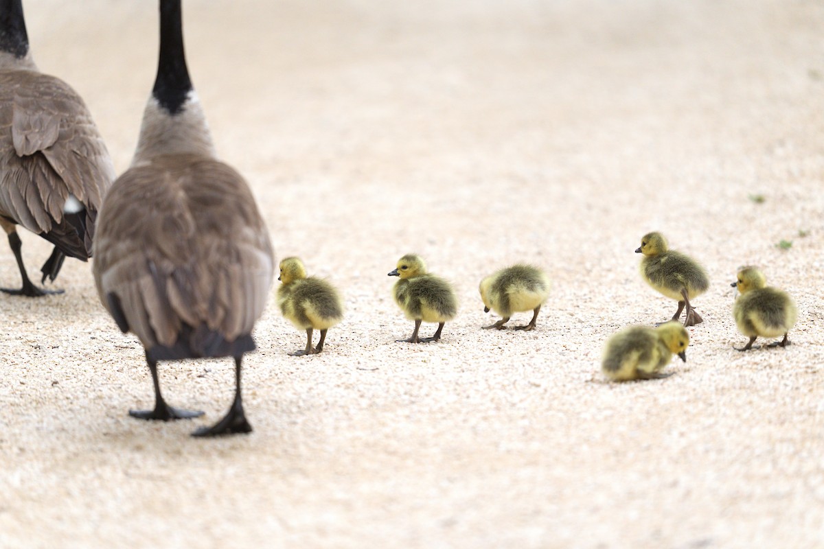 Canada Goose - ML636256345