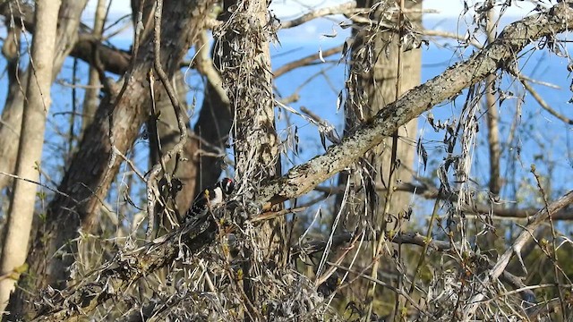 Downy Woodpecker - ML636256351