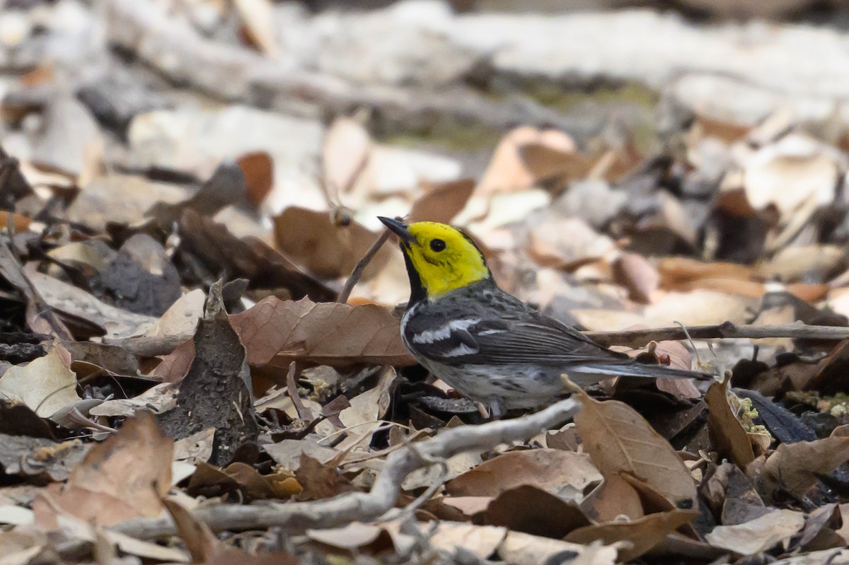 Paruline à tête jaune - ML636256365