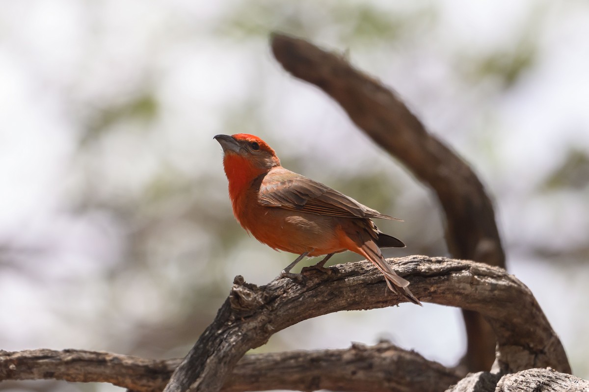 Piranga orangé - ML636256370