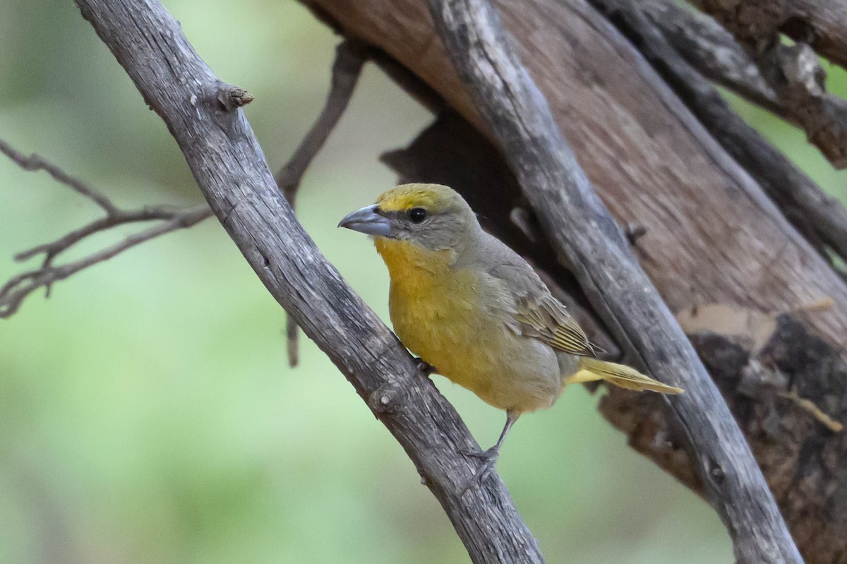 Piranga orangé - ML636256371