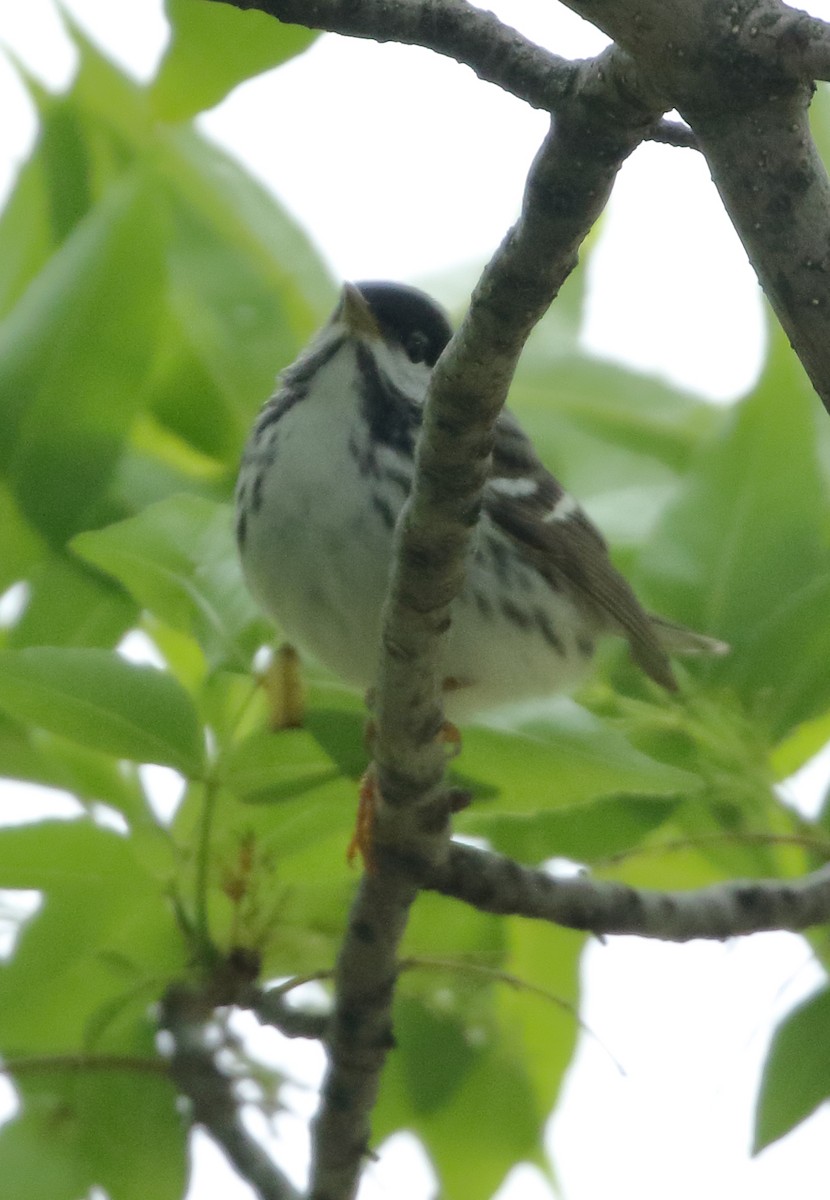 Blackpoll Warbler - ML636256389
