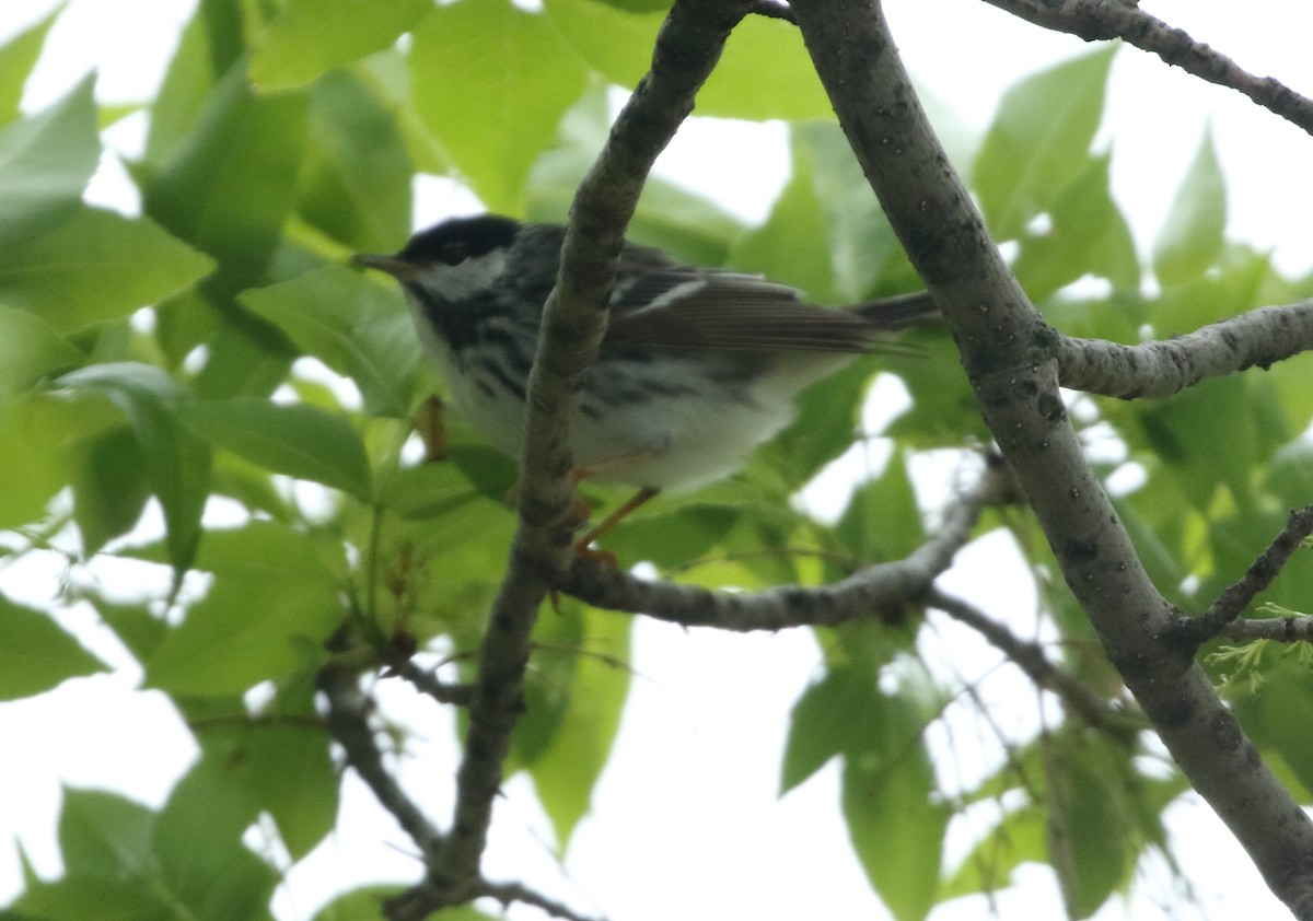 Blackpoll Warbler - ML636256390