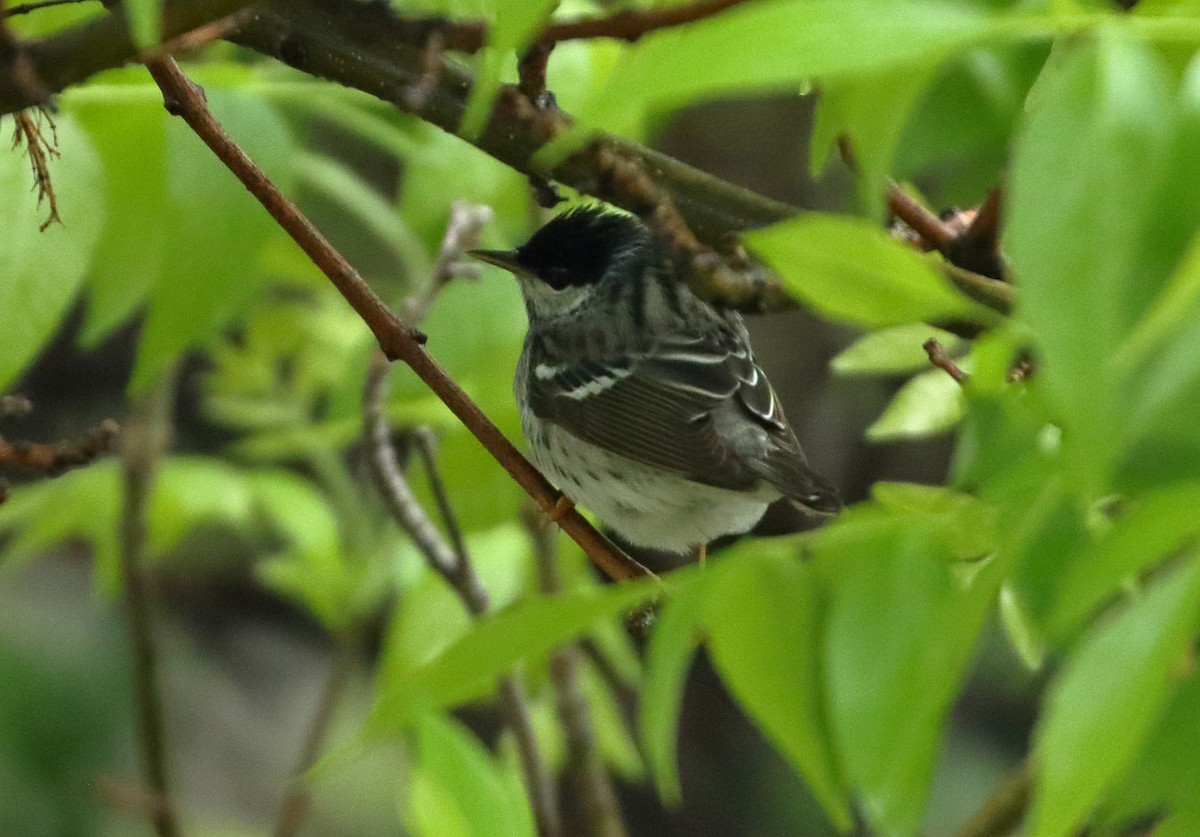 Blackpoll Warbler - ML636256391