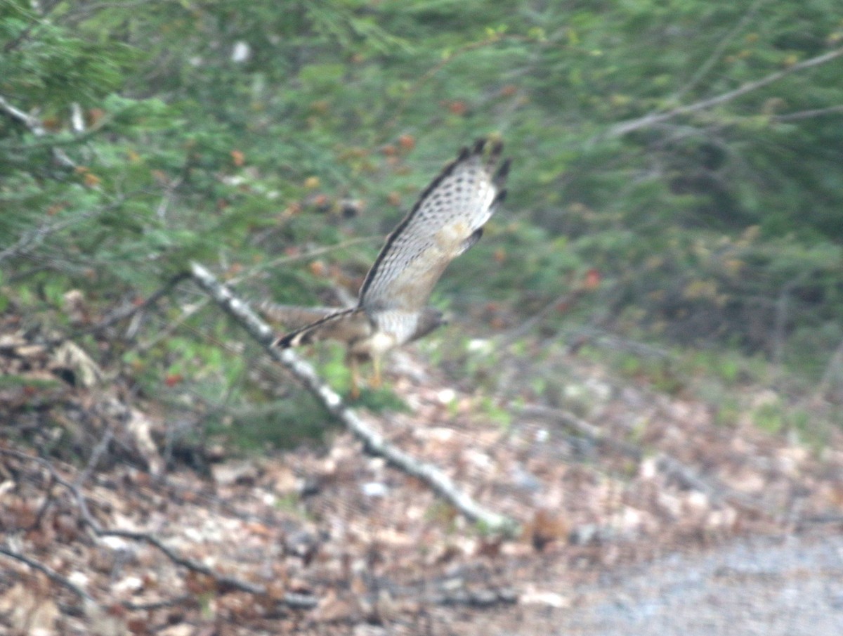 ハネビロノスリ - ML636256393