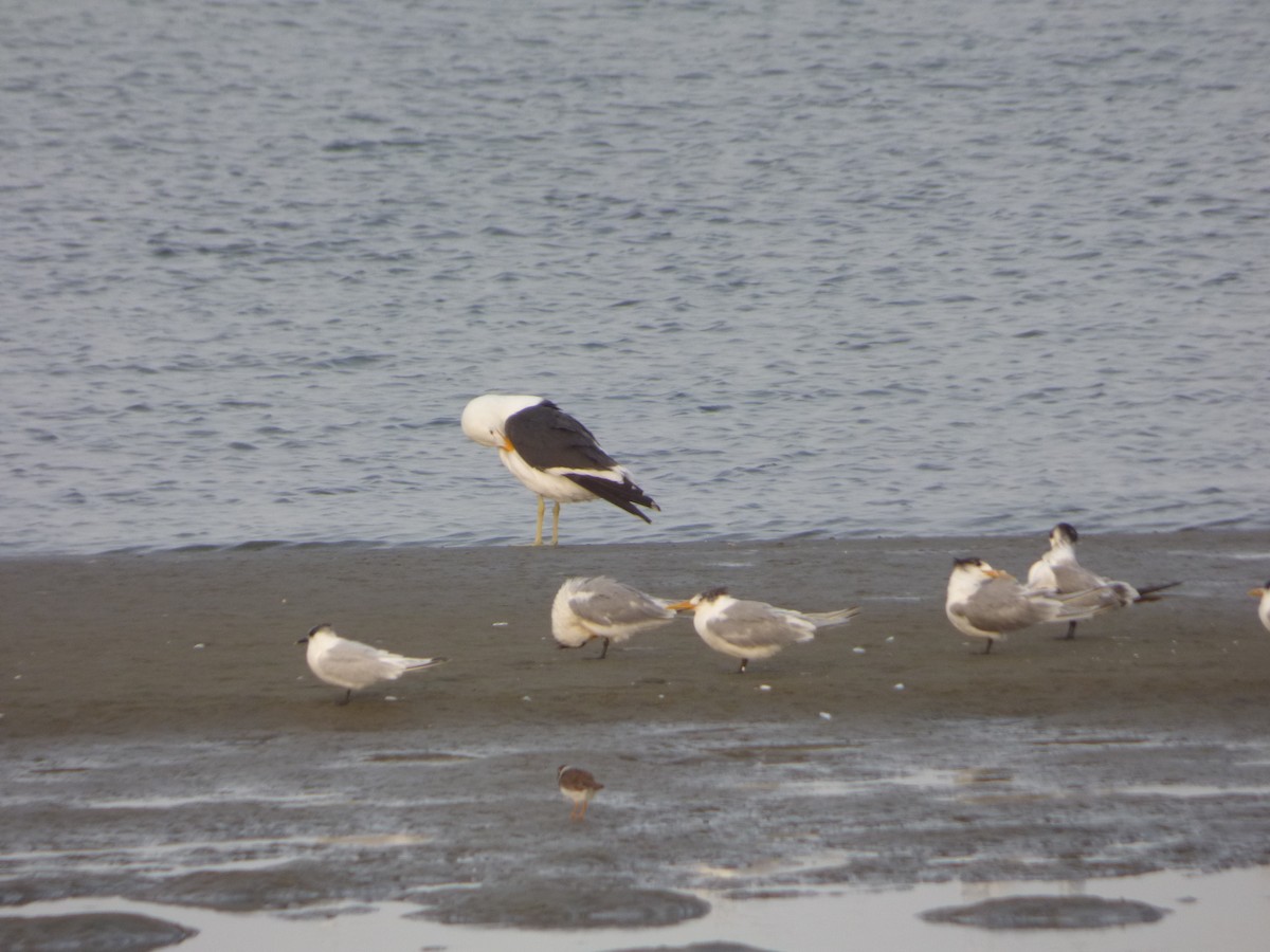 Kelp Gull (vetula) - Bill Crins