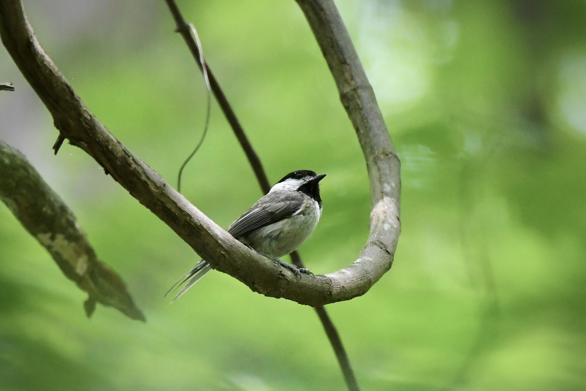 Carolina Chickadee - ML636256599