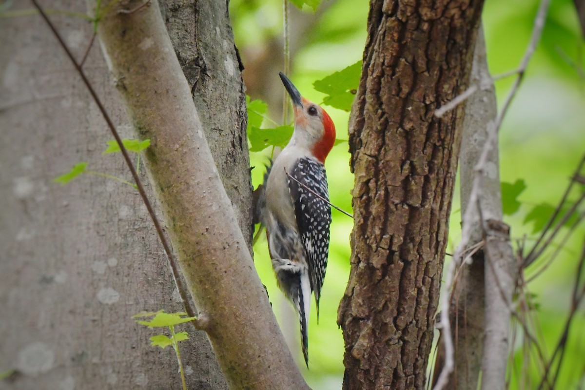 Red-bellied Woodpecker - ML636256614