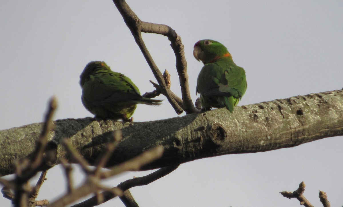 Scarlet-fronted Parakeet - ML636256633