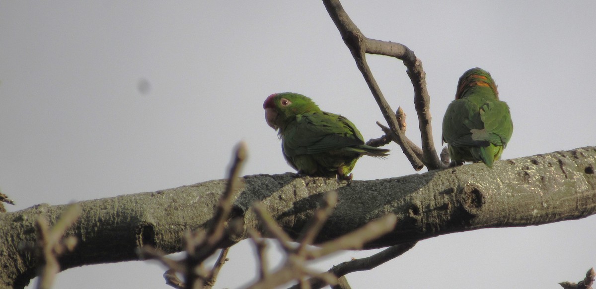 Scarlet-fronted Parakeet - ML636256635