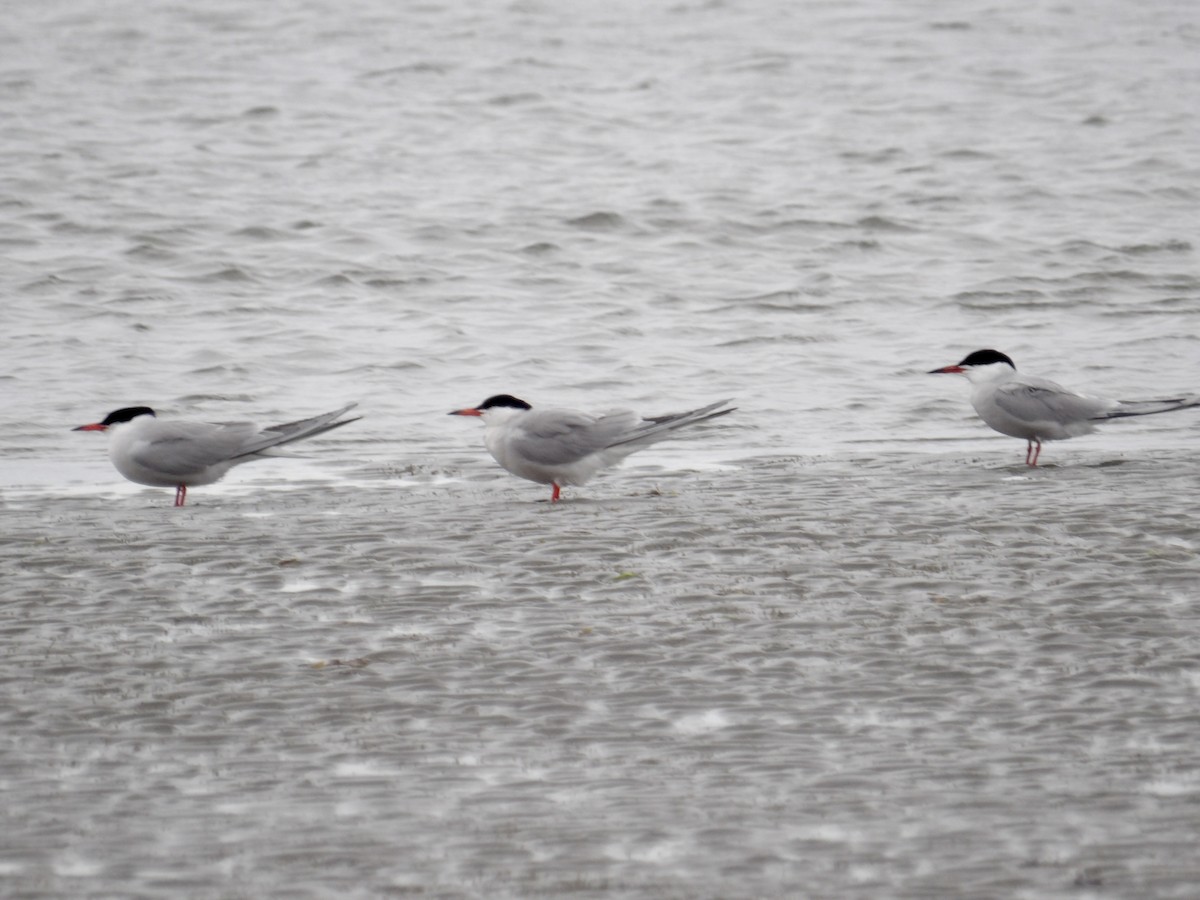 Common Tern - ML636256761