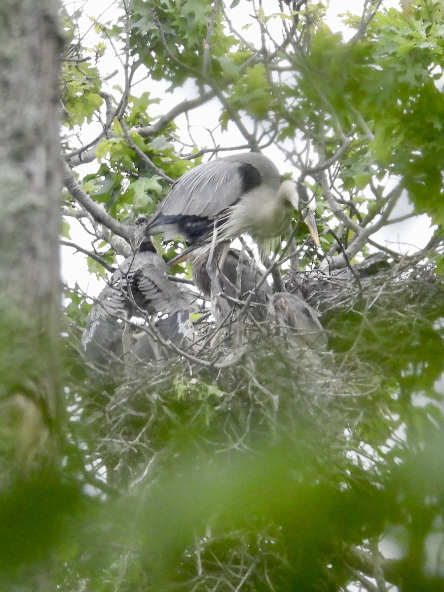 Great Blue Heron - ML636256833