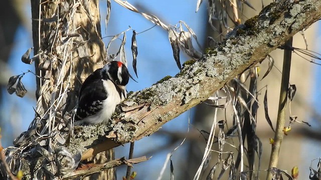 Downy Woodpecker - ML636256896