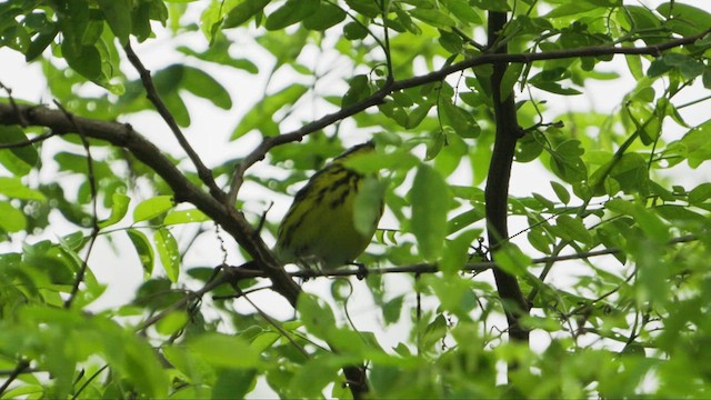 Magnolia Warbler - ML636256956