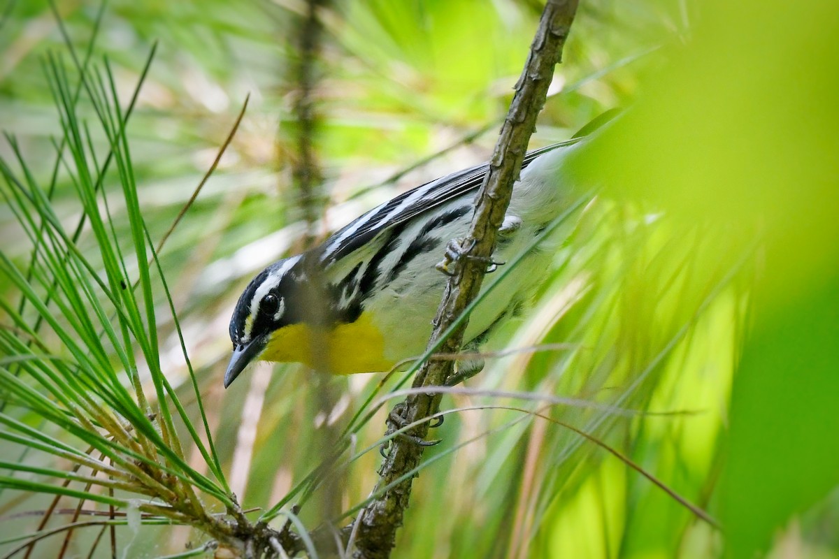 Yellow-throated Warbler - ML636256969