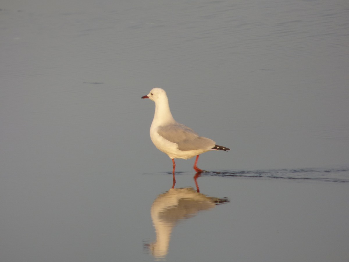 Mouette de Hartlaub - ML63625701