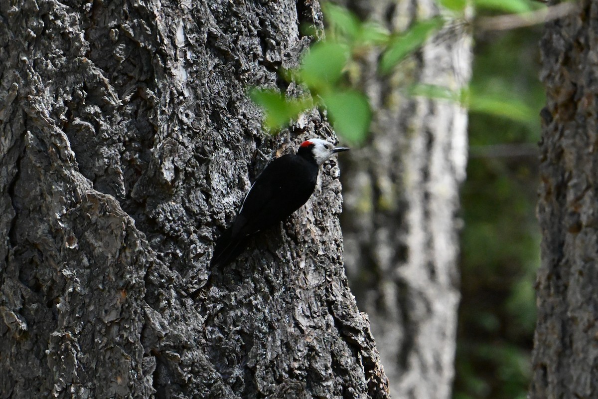 シロガシラキツツキ - ML636257052