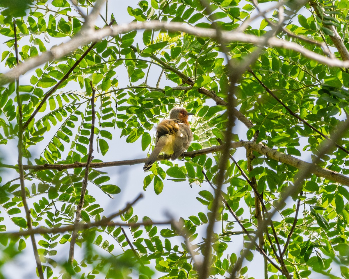 Dwarf Cuckoo - ML636257054