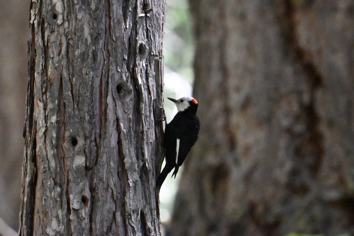 シロガシラキツツキ - ML636257062