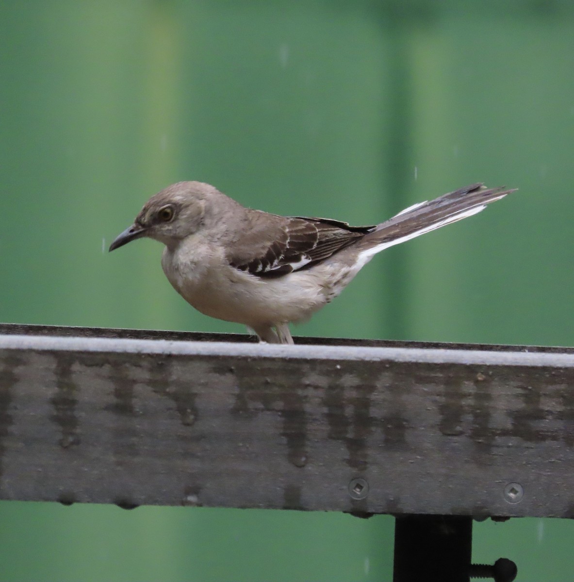 Northern Mockingbird - ML636257064