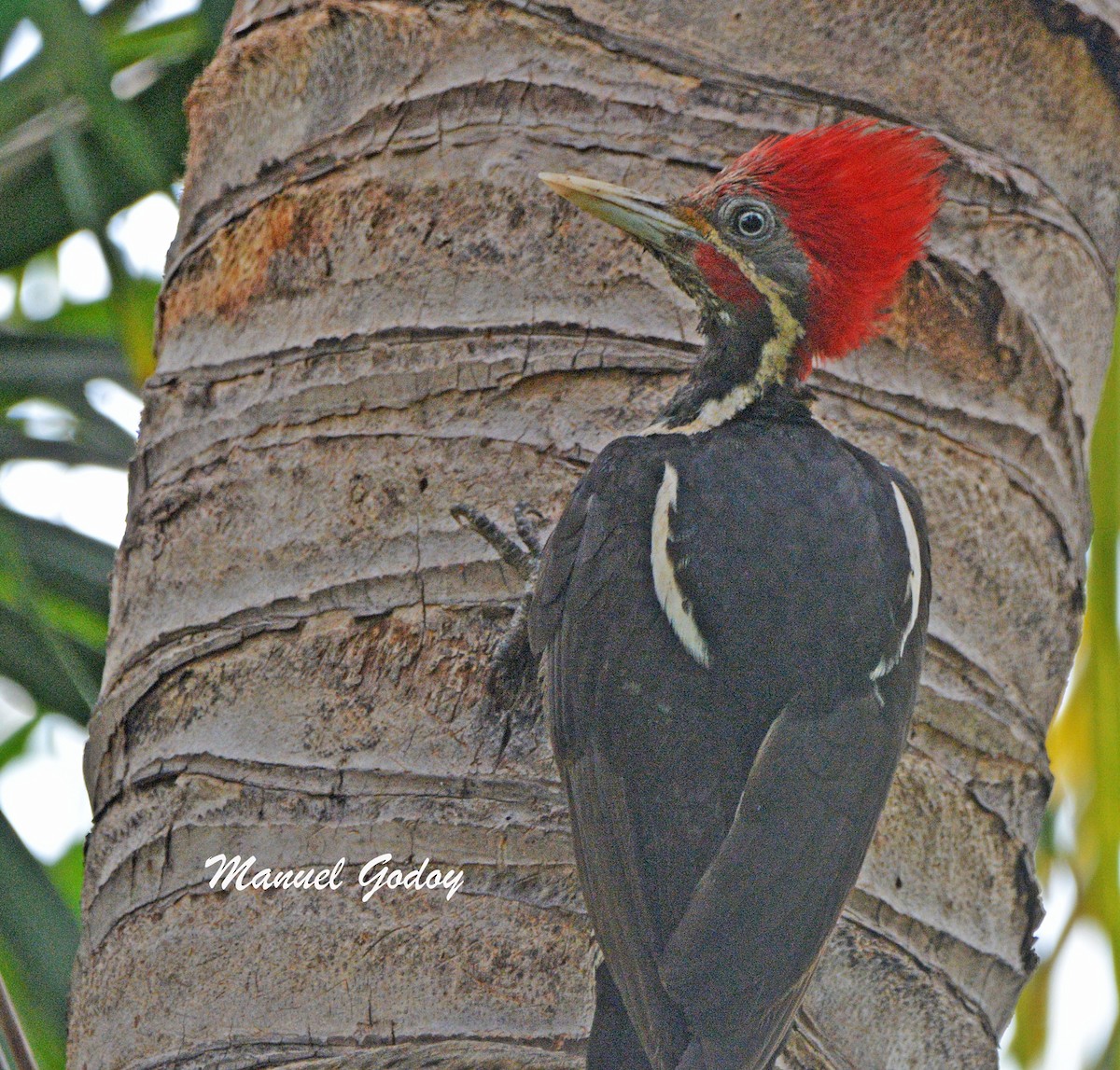 シマクマゲラ - ML636257219