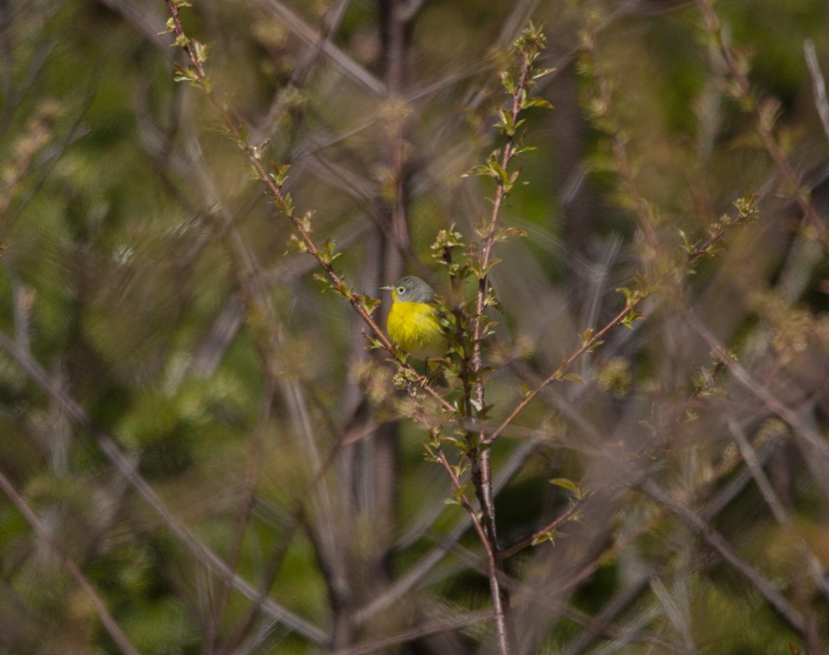 eBird Checklist - 21 May 2025 - NL--Red Rocks Rd - 29 species