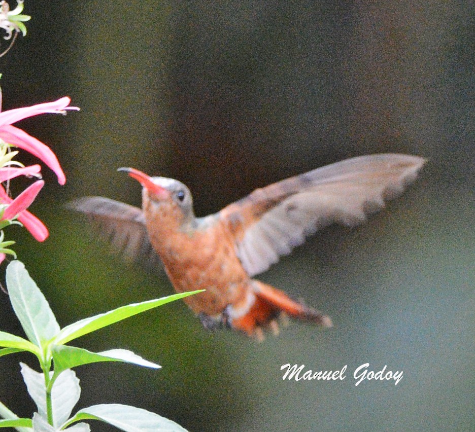 ニッケイハチドリ - ML636257246