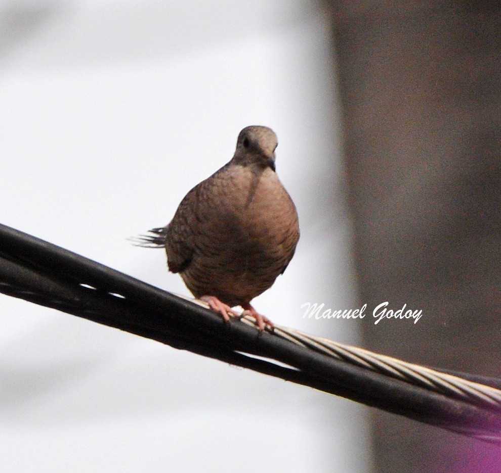 インカバト - ML636257269