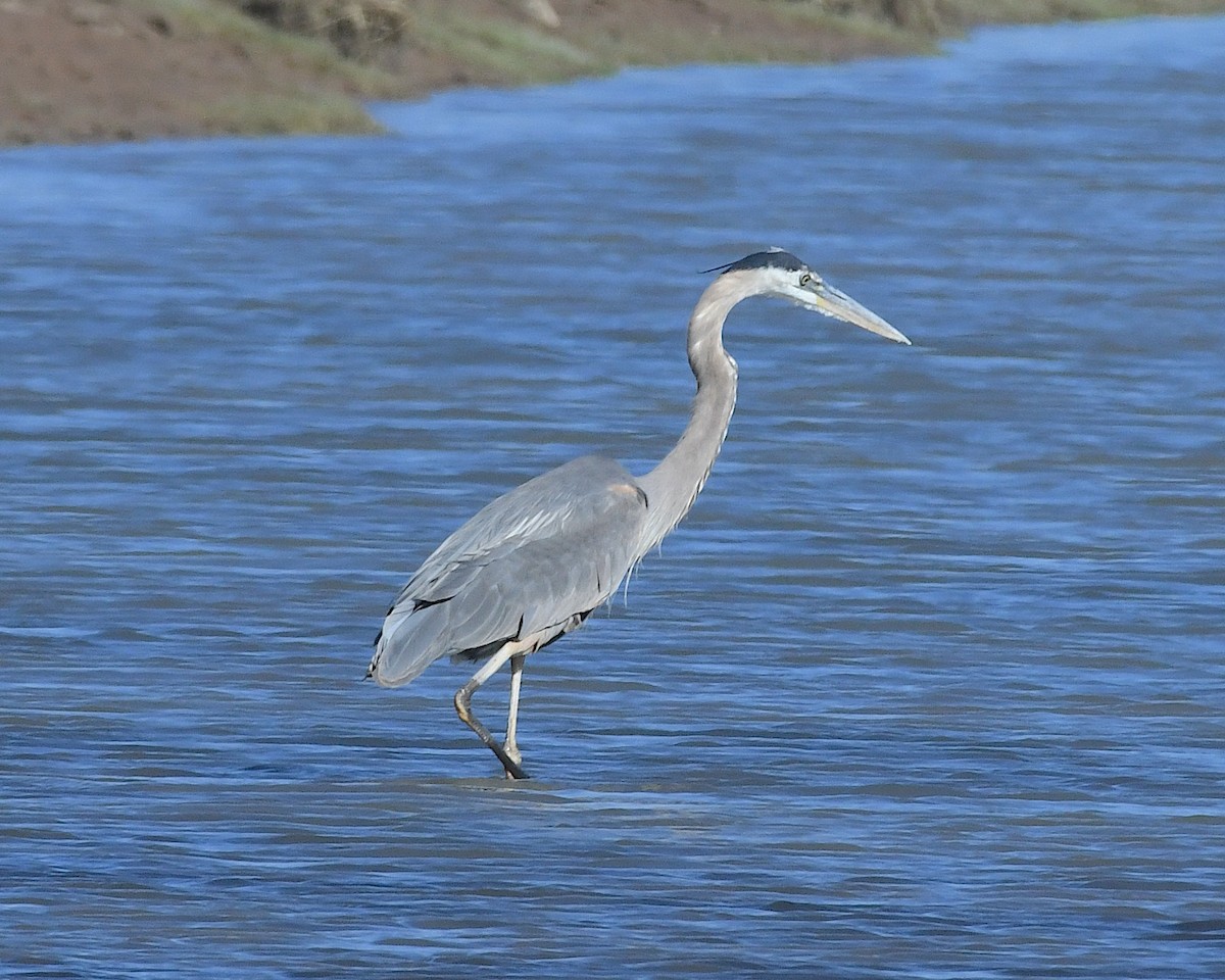 Great Blue Heron - ML636257370