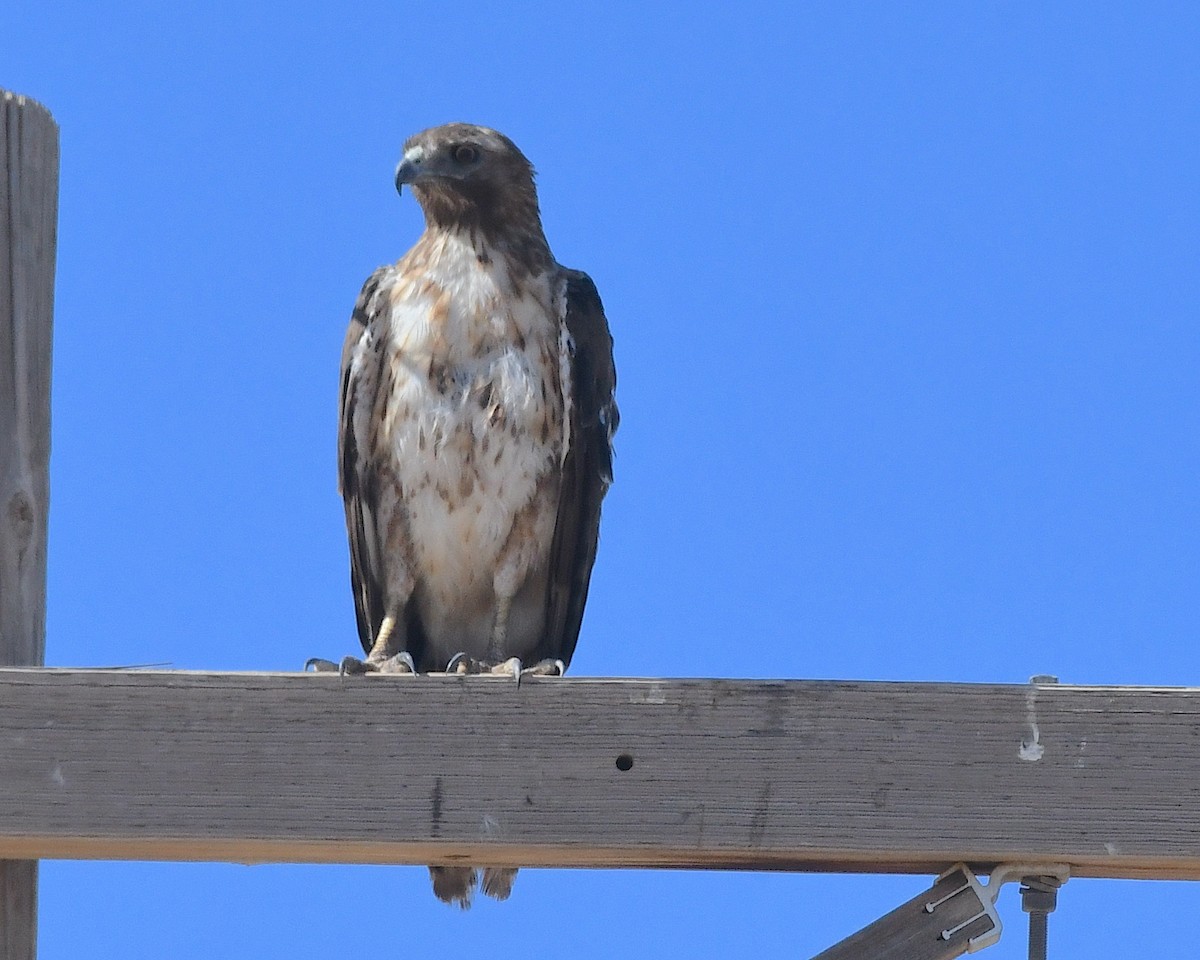 Red-tailed Hawk - ML636257429
