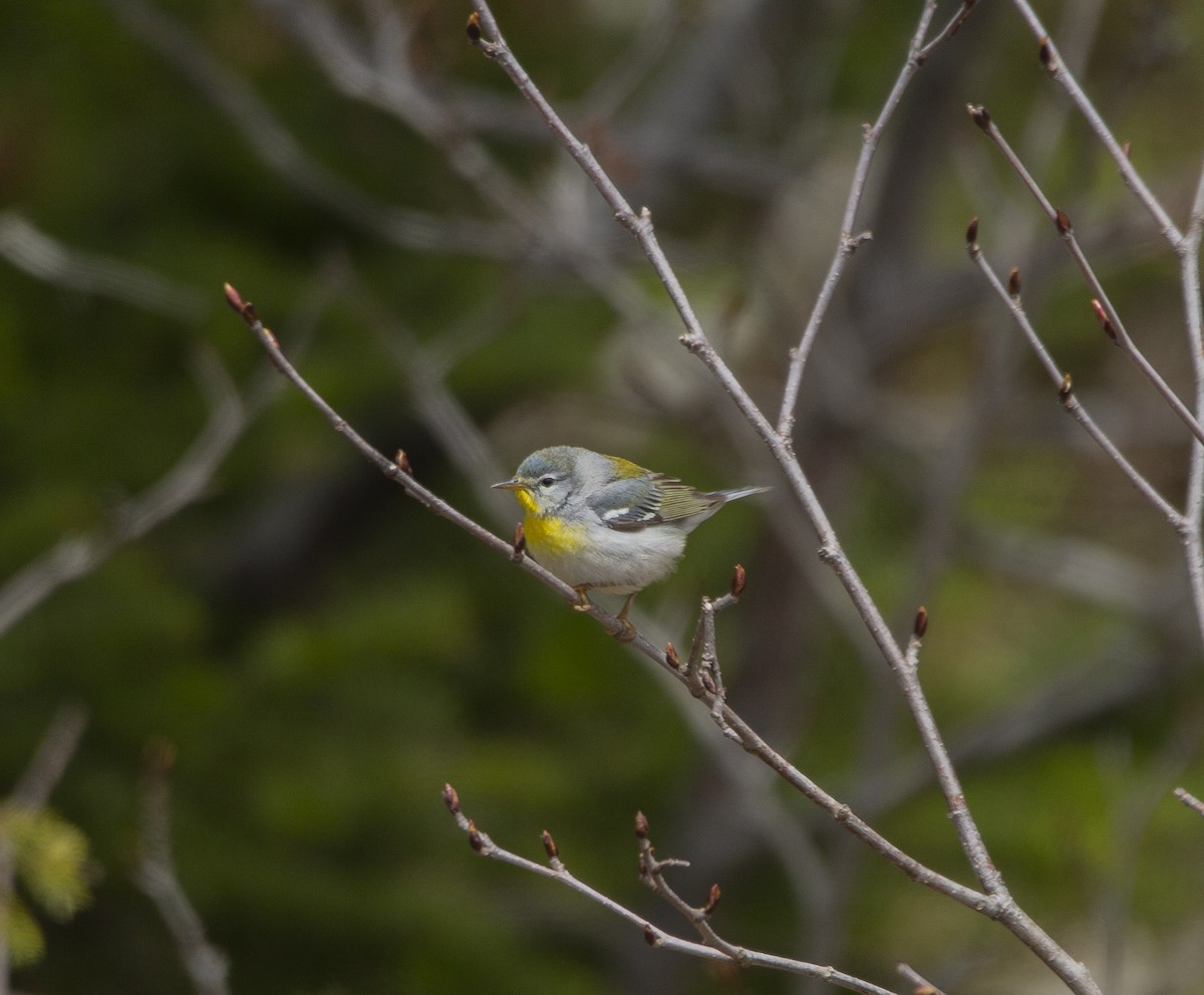 Kuzeyli Parula - ML636257440