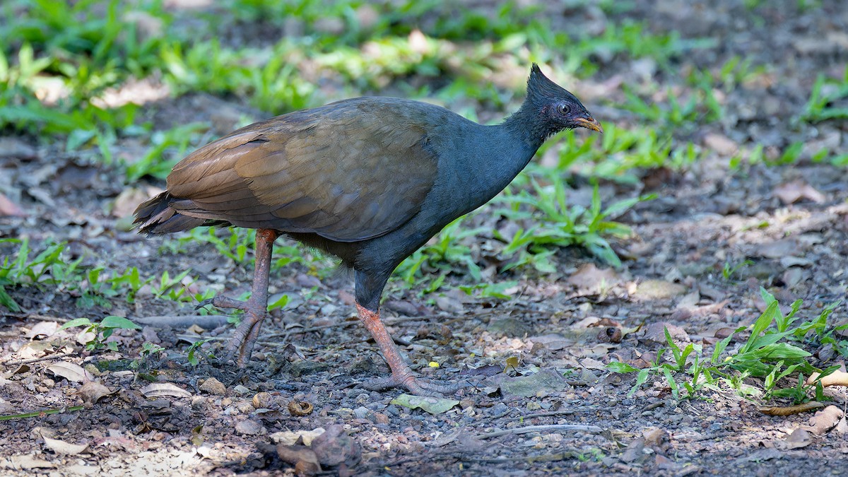 Orange-footed Megapode - ML636257496