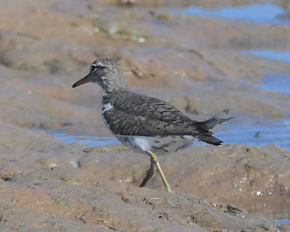Spotted Sandpiper - ML636257534