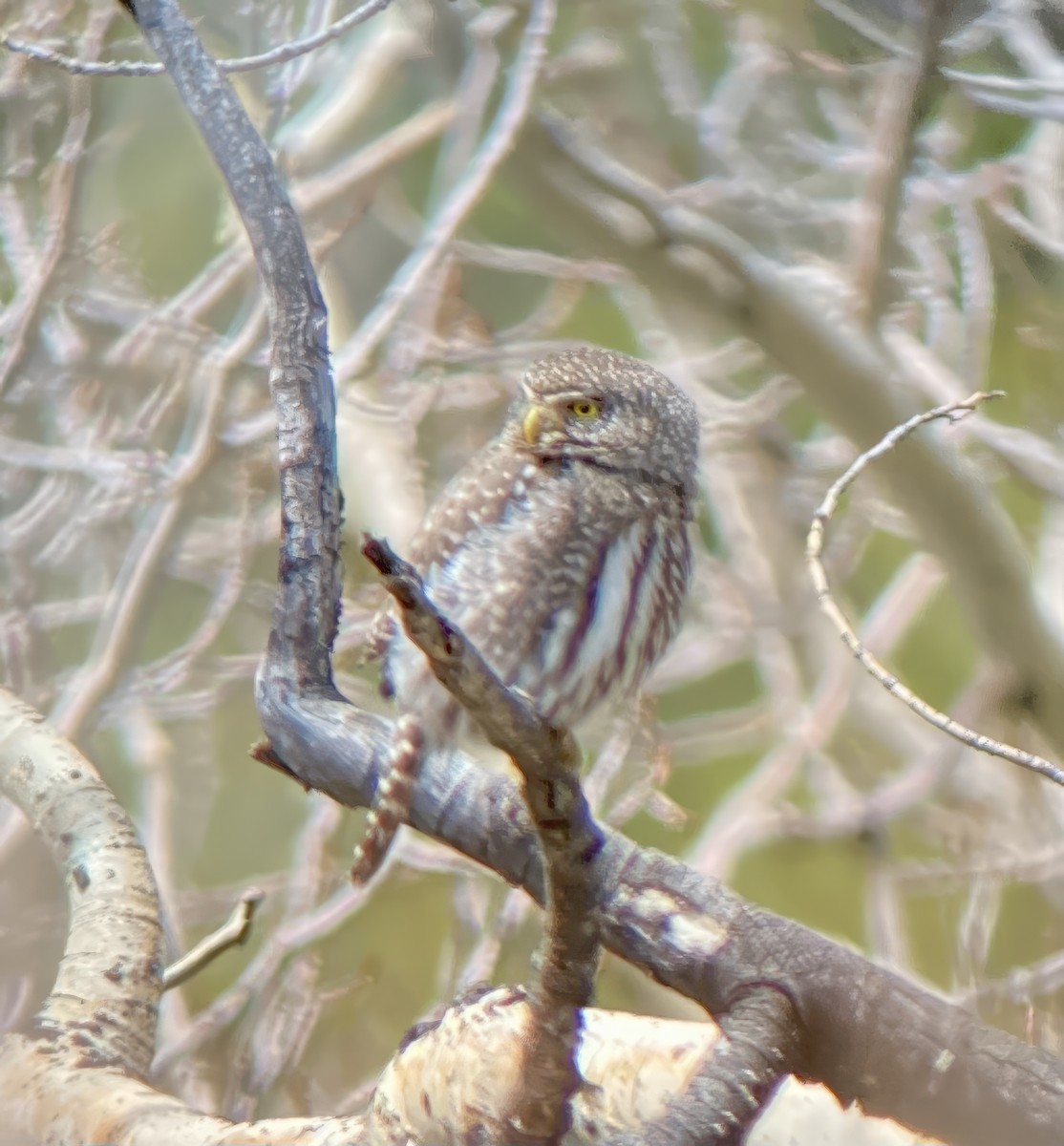 Northern Pygmy-Owl - ML636257554