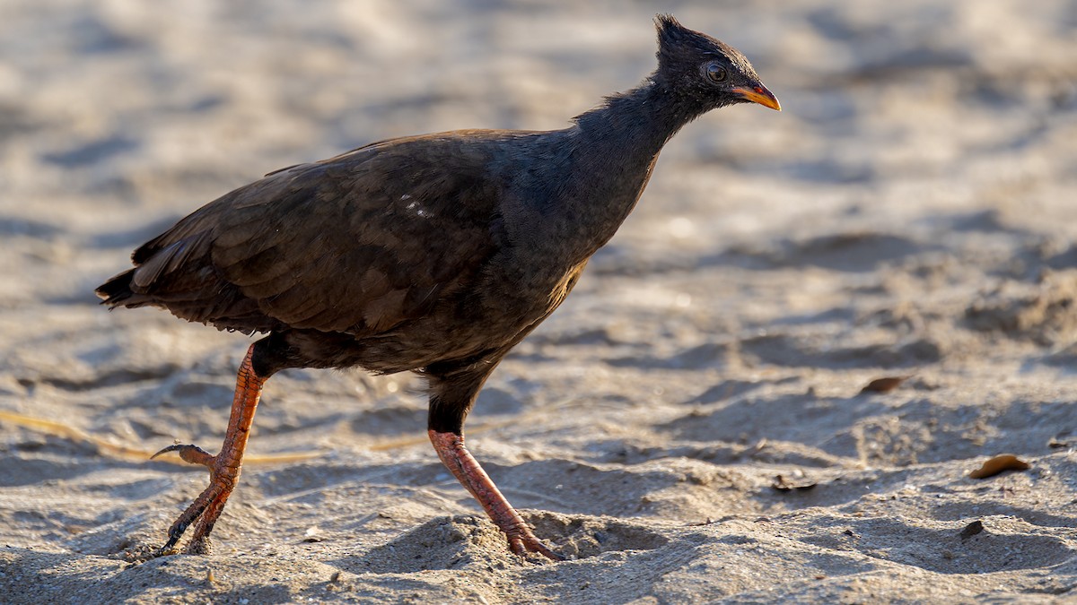 Orange-footed Megapode - ML636257565