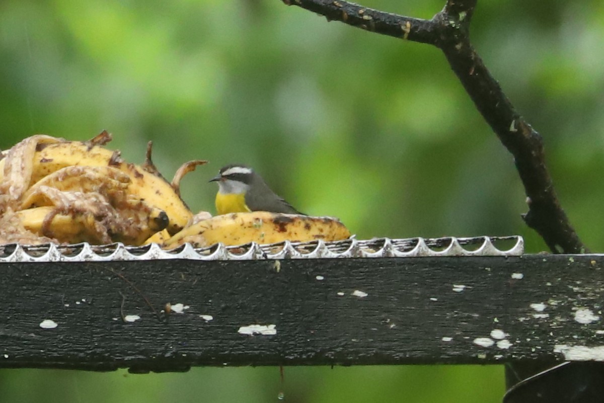 Zuckervogel - ML636257588