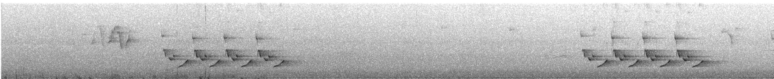 チャバラマユミソサザイ - ML636257590