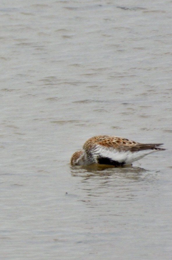 Bécasseau variable - ML636257630