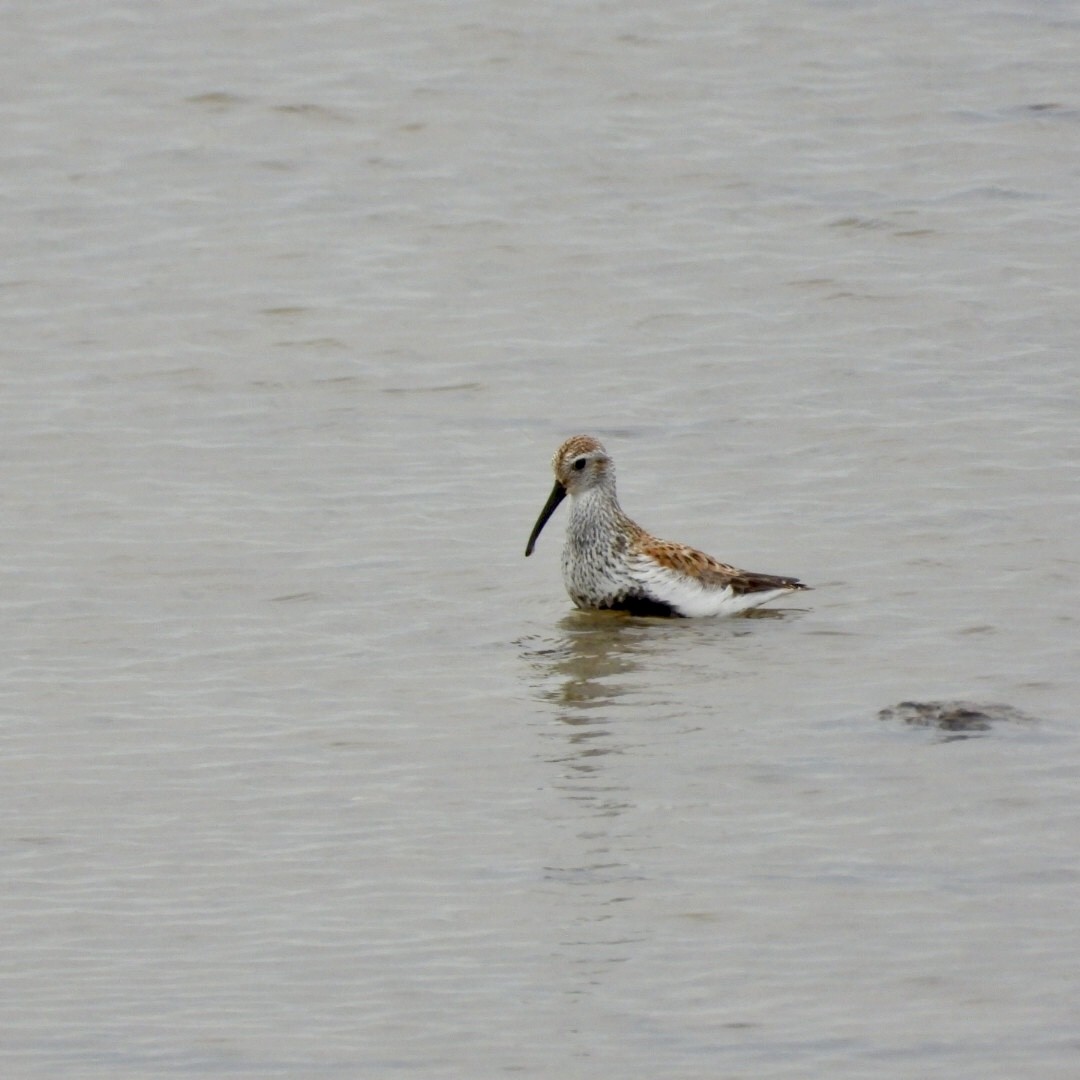 Bécasseau variable - ML636257631