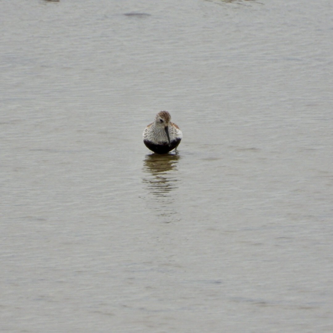 Bécasseau variable - ML636257634