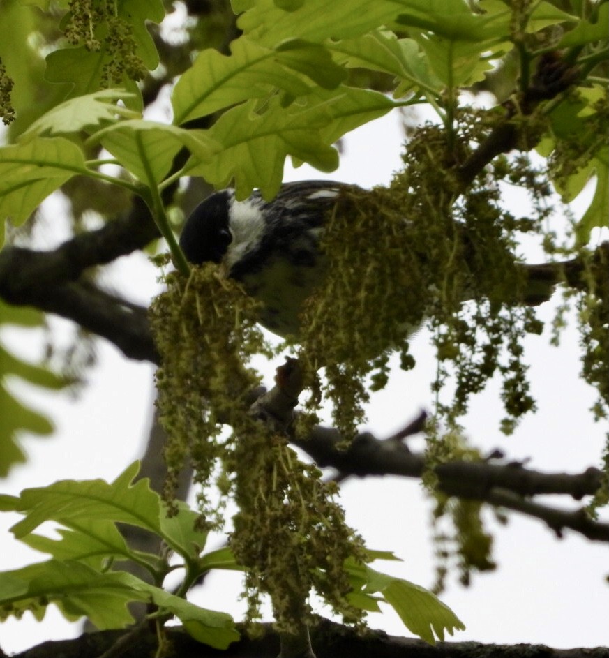 Blackpoll Warbler - ML636257725