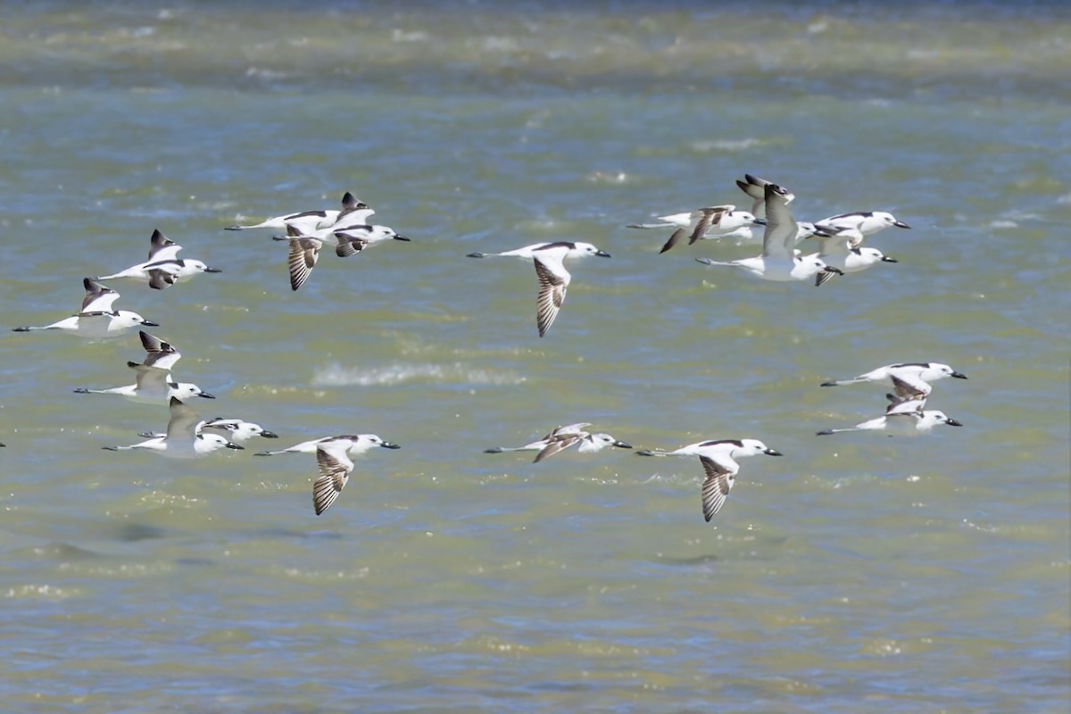 Crab-Plover - ML636257741