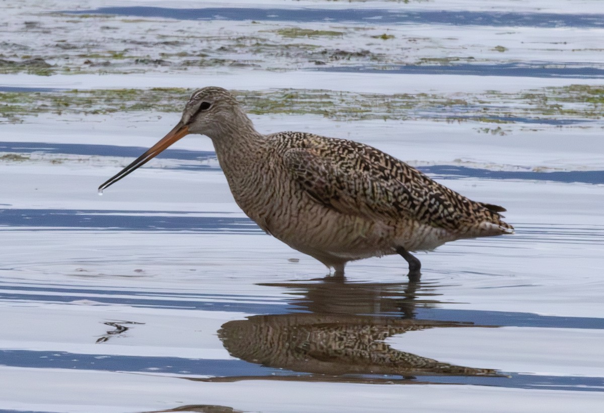 Marbled Godwit - ML636257810