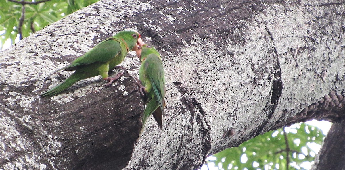 Scarlet-fronted Parakeet - ML636257848