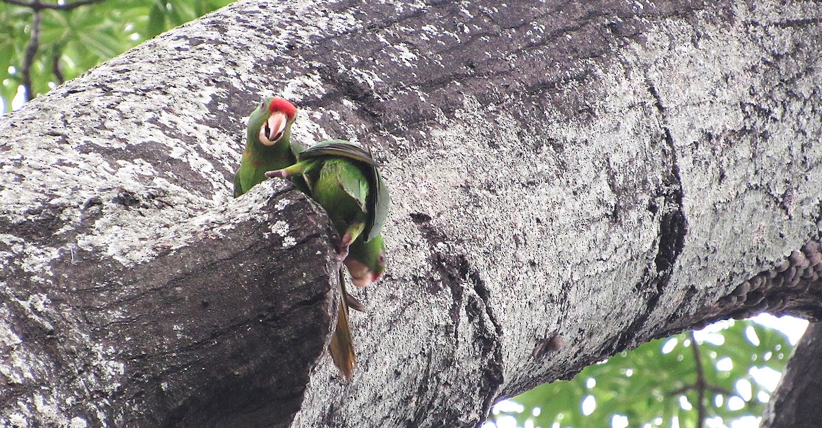 Scarlet-fronted Parakeet - ML636257849