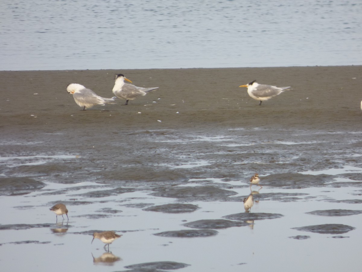 Great Crested Tern - Bill Crins