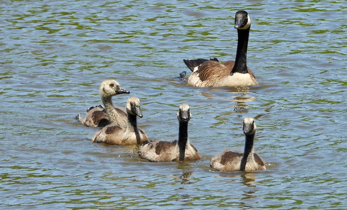 Canada Goose - ML636257911