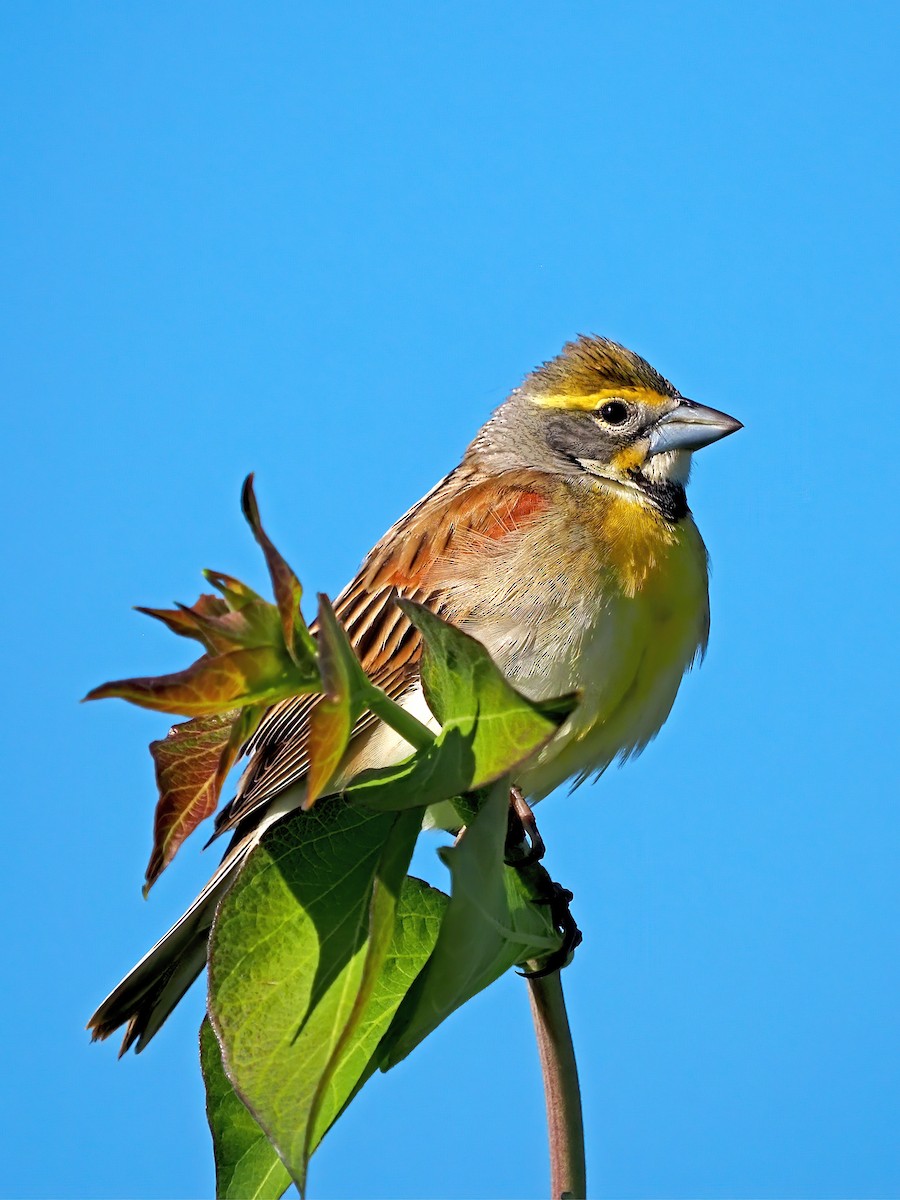 Dickcissel - ML636257914